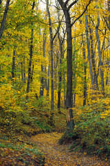 Fototapeta premium autumn forest