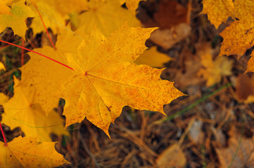 Naklejka na ściany i meble yellow maple autumn leaf