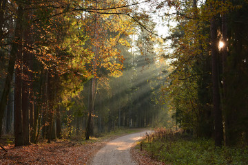 Road in Autumn forest