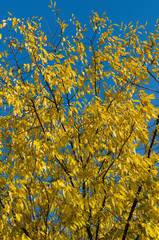 many yellow autumn leaves