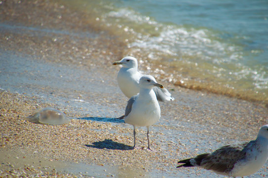white sea gulls on the beach
