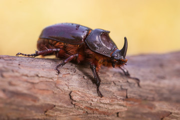 Rhinoceros Beetle Macro Image