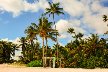 Fototapeta na wymiar A caribbean beach with a surfboard and palm trees