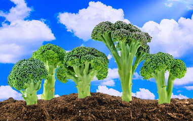 Green broccoli on the sky background