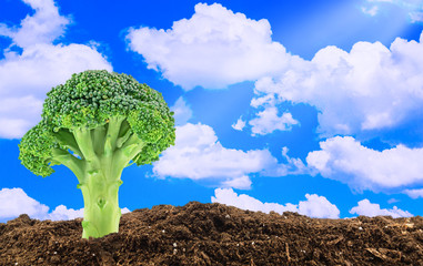 Green broccoli on the sky background