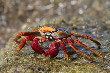 Sally Lightfoot Crab sitting on rock
