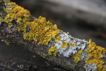 lichen