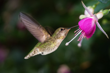 Hummingbird and queen fuchsia