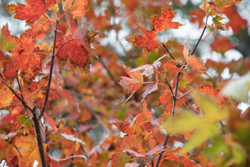 Fall Maple Leaves