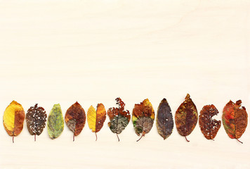 Viele verschiedene bunte Blätter im Herbst