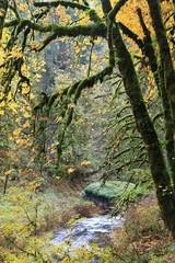 Trees with moss at Silver Falls