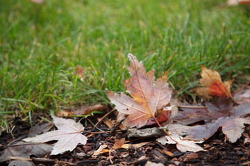 Fall leaves