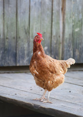 Chicken and cock on farm, shooting outdoors. Rustic theme.