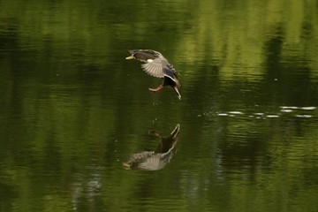 duck 