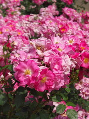 Obraz premium 薔薇