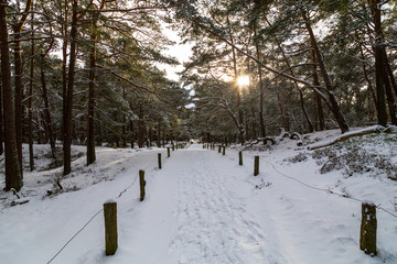 Snow on a winter morning in the forest.