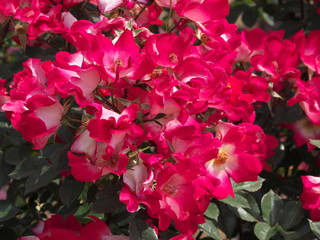薔薇
