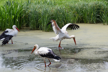 Wet stork.