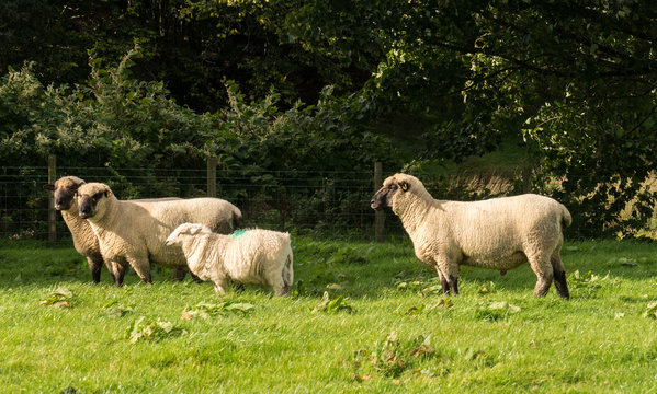 Side View Of Shropshire Sheep In Meadow