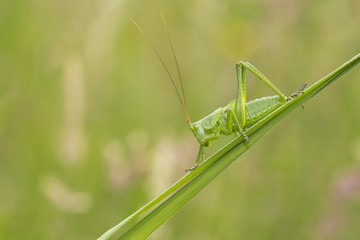Great Green Bush-cricket, Tettigonia viridissima