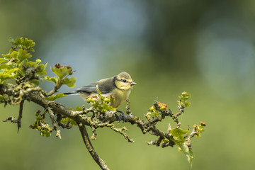 Juvenile Eurasian blue tit