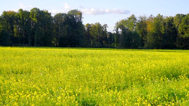 Gelbes Senf Feld mit blauen Himmel 