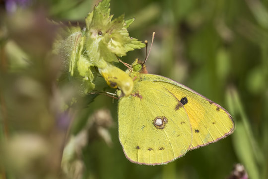 Clouded Yellow Butterfly Feeds Nectar