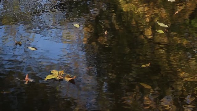 Autumn leaves floating on the surface of rippling water with reflection of trees all clad in yellow