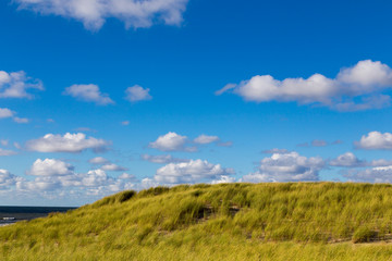 Fototapeta na wymiar Grassy dunes at the beach on Texel, Netherlands.
