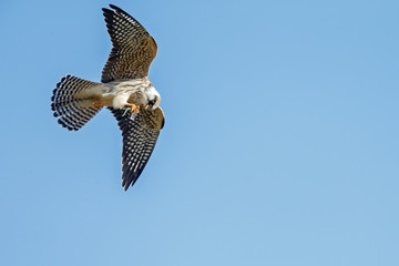 Red-footed falcon hunting for dragonfly
