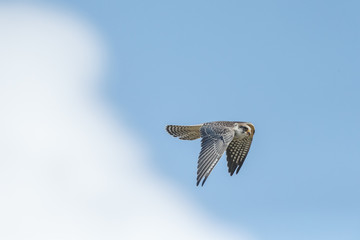 Red-footed falcon hunting for dragonfly

