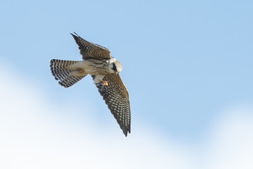 Red-footed falcon hunting for dragonfly
