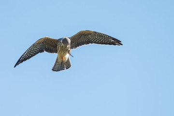 Red-footed falcon hunting for dragonfly
