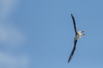 Red-footed falcon hunting for dragonfly
