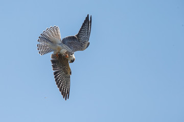 Red-footed falcon hunting for dragonfly
