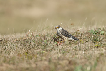 Red-footed falcon hunting for dragonfly

