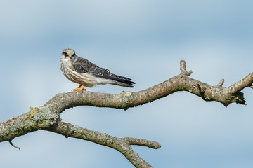 Red-footed falcon hunting for dragonfly
