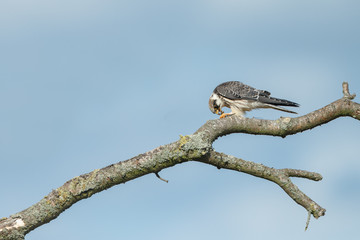 Red-footed falcon hunting for dragonfly
