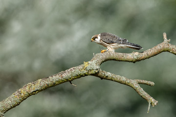 Red-footed falcon hunting for dragonfly

