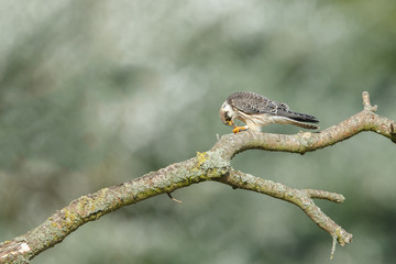 Red-footed falcon hunting for dragonfly
