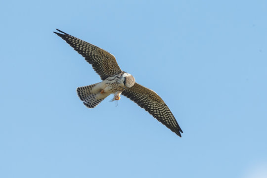 Red-footed falcon hunting for dragonfly

