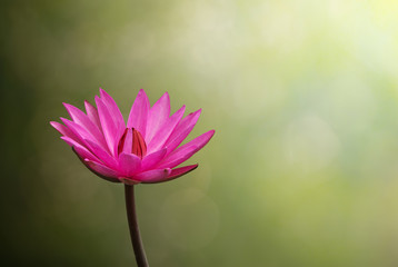 pink lotus