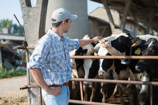 Breeder In Front Of His Cows