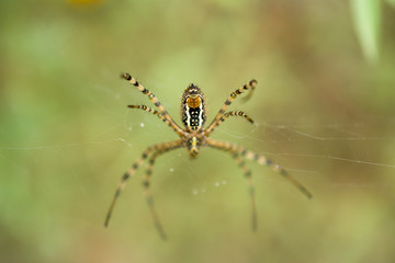 La araña muestra su tronco.