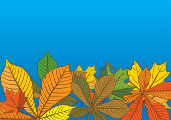 Background of the leaves of the chestnut and maple