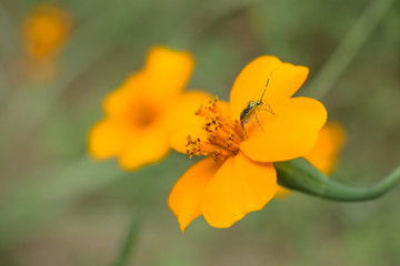 El insecto comió y se va caminando de la flor.
