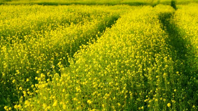 Gelbes Senf Feld mit Trecker Spuren 