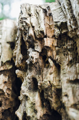 Wooden texture. Macro photo of Crimean pine tree.