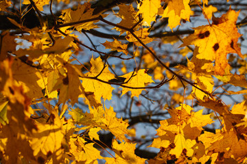 Autumn leaves in backlight. Background