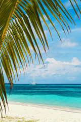 Naklejka premium Ocean Front through palm leaves